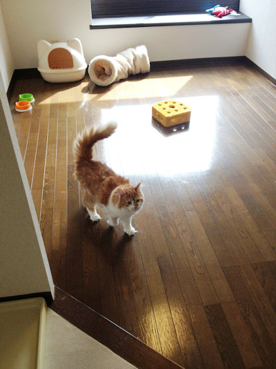 日本初 猫付きマンション 猫付きシェアハウス 拡大始まりました Npo法人 東京キャットガーディアン 子猫の里親募集